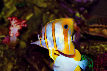Fototapeta na wymiar Copperband Butterfly fish - (Chelmon rostratus) 