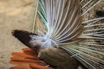 Rear view of male peacock displaying tail feathers. Back view of male peacock during show spread tail feathers in nature