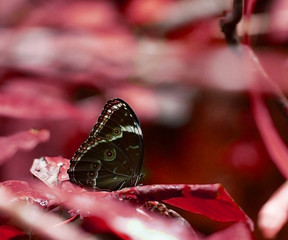 butterfly on flower