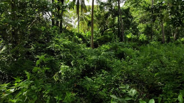 Drone Flying Through Dense Jungle Hitting Plants, 4K.