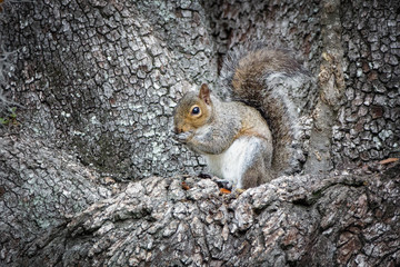Naklejka na ściany i meble squirrel in a tree eating