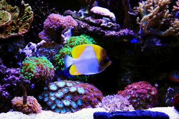 Yellow Pyramid Butterflyfish - (Hemitaurichthys polylepis)