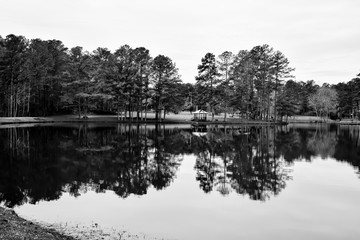 Tall Pine Trees reflect on water in Georgia pond