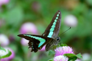 Obraz premium アオスジアゲハ