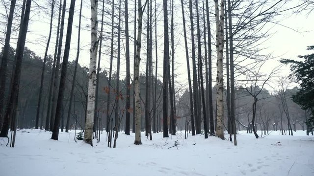 Injured Man is Scared and Tries To Survive in Wild Forest During Cold Winter Weather