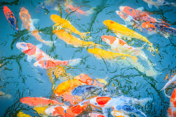 Plakat Group of colorful fancy carp fish swimming in the lake. School of colorful koi fish swimming in a pond.