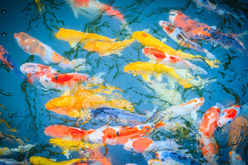 Fototapeta na wymiar Group of colorful fancy carp fish swimming in the lake. School of colorful koi fish swimming in a pond.