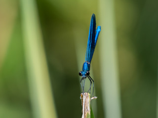 A male beautiful demoiselle damselfly resting on a leaf