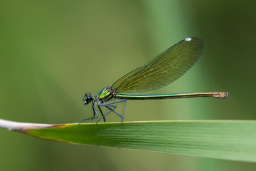A female beautiful demoiselle damselfly resting on a leaf