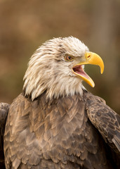 angry eagle