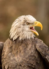 Foto op Plexiglas angry eagle © JJ Gouin