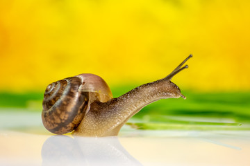Closeup of a snail in the Studio on a white glossy surface and blurred background in yellow and green