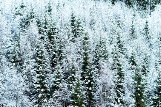 Winter in den Karparten in Polen
