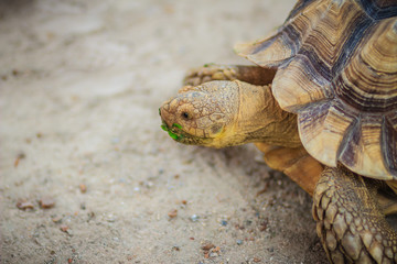 Obraz premium African spurred tortoise (Centrochelys sulcata), also known as the sulcata tortoise.