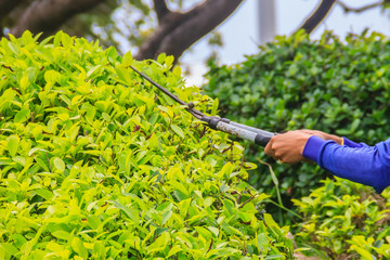 The gardener is cutting bush with scissors In the garden. The worker is trimming bushes with garden scissor.