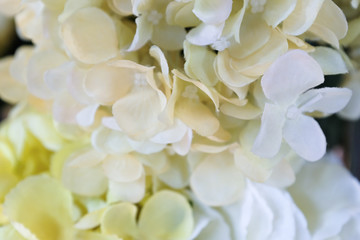 Close up bouquet of white yellow hydrangea flowers 
