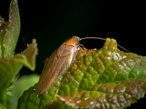 A cockroach sitting on a green leaf