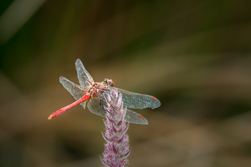 A ruddy darter dragonfly sitting on a purple flower