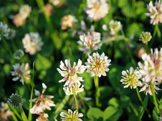 White clover flower, green plant, summer meadow 