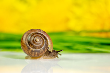 Closeup of a snail in the Studio on a white glossy surface and blurred background in yellow and green