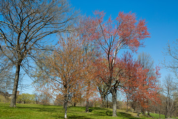 Central Park during an autumn day