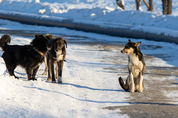 Fototapeta na wymiar dogs outdoors winter snow