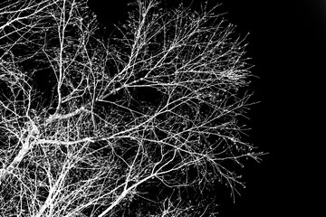 tree branches white silhouette on black background - obrazy, fototapety, plakaty