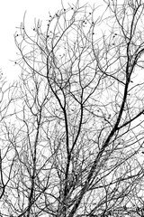 Fototapeta na wymiar tree branches silhouette on white background