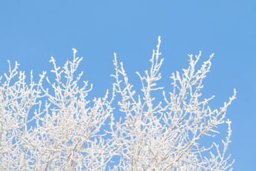 winter trees in the snow against the sky