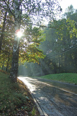 back lit park