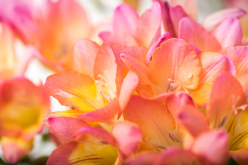 Fototapeta na wymiar Floral Close Up Freesia