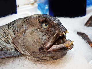 Atlantic wolffish, also known as the seawolf, Atlantic catfish, ocean catfish, devil fish, wolf...
