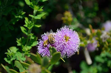 bee on purple flowers