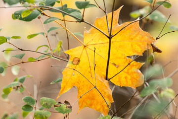 Yellow leaf of a maple tree in autumn