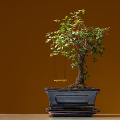 A small bonsai tree planted in a black pot with yellow swing
