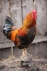 rooster on farm
