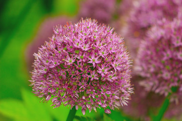 blooming ornamental bowls in the park