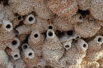 Swallows nests hang from overhead