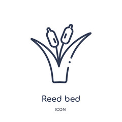 reed bed icon from nature outline collection. Thin line reed bed icon isolated on white background.