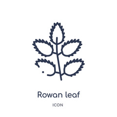 rowan leaf icon from nature outline collection. Thin line rowan leaf icon isolated on white background.