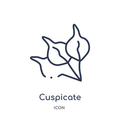 cuspicate icon from nature outline collection. Thin line cuspicate icon isolated on white background.