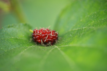 mulberry on green leaves