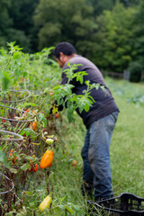 farmer harvesting tomatoes