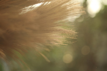 grass broom close up for background,