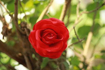 Red rose for background