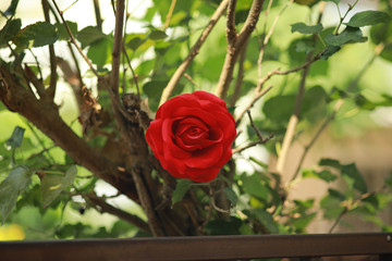 Red rose for background