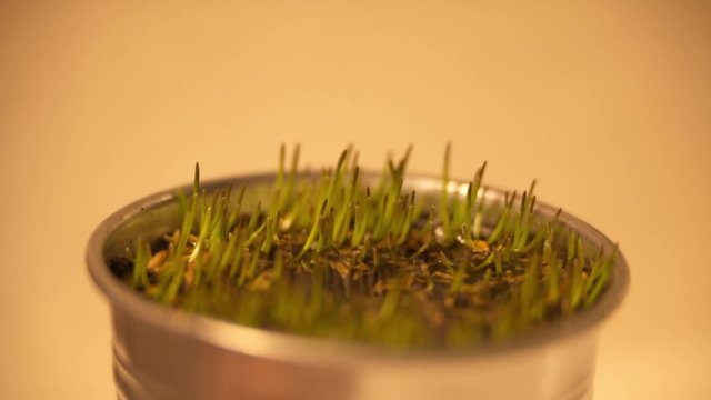Fresh green sprouts of oat grass growing from the pot of soil, timelapse fast motion video