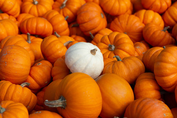 pumpkins and gourds