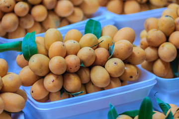 Plango fruit or Marian Plum, famous tropical fruit in Thailand for sale. Tropical fruit Marian plum, Plango, Maprang or Mayongchid (Bouae bumanica Griff)