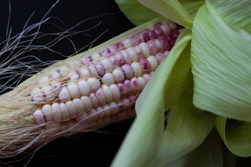 purple corn